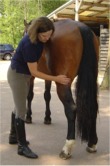 Equine Bowen Therapy